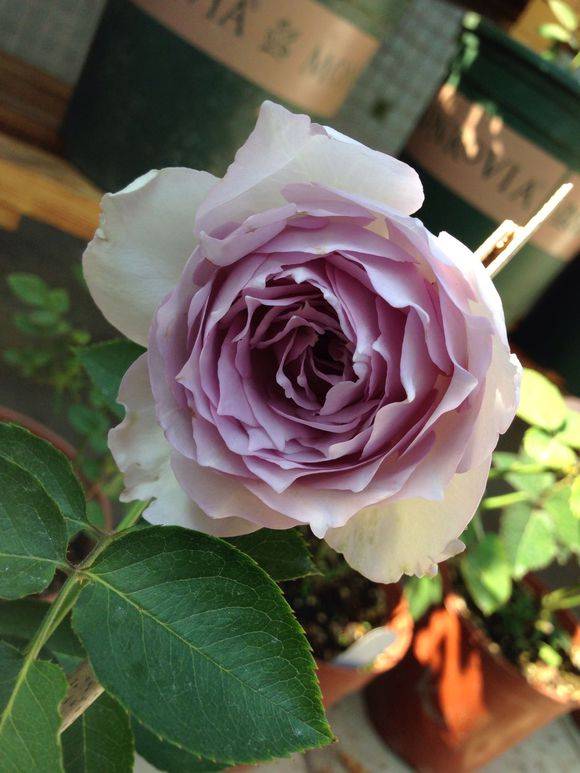 月季花促筍芽 捻枝一定要學(xué)會(圖1)